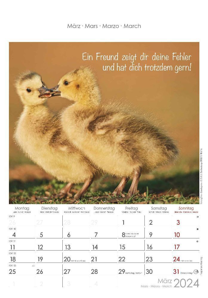 Bild: 4251732334802 | Kleine Freunde 2024 - Bildkalender 23,7x34 cm - Kalender mit Platz...