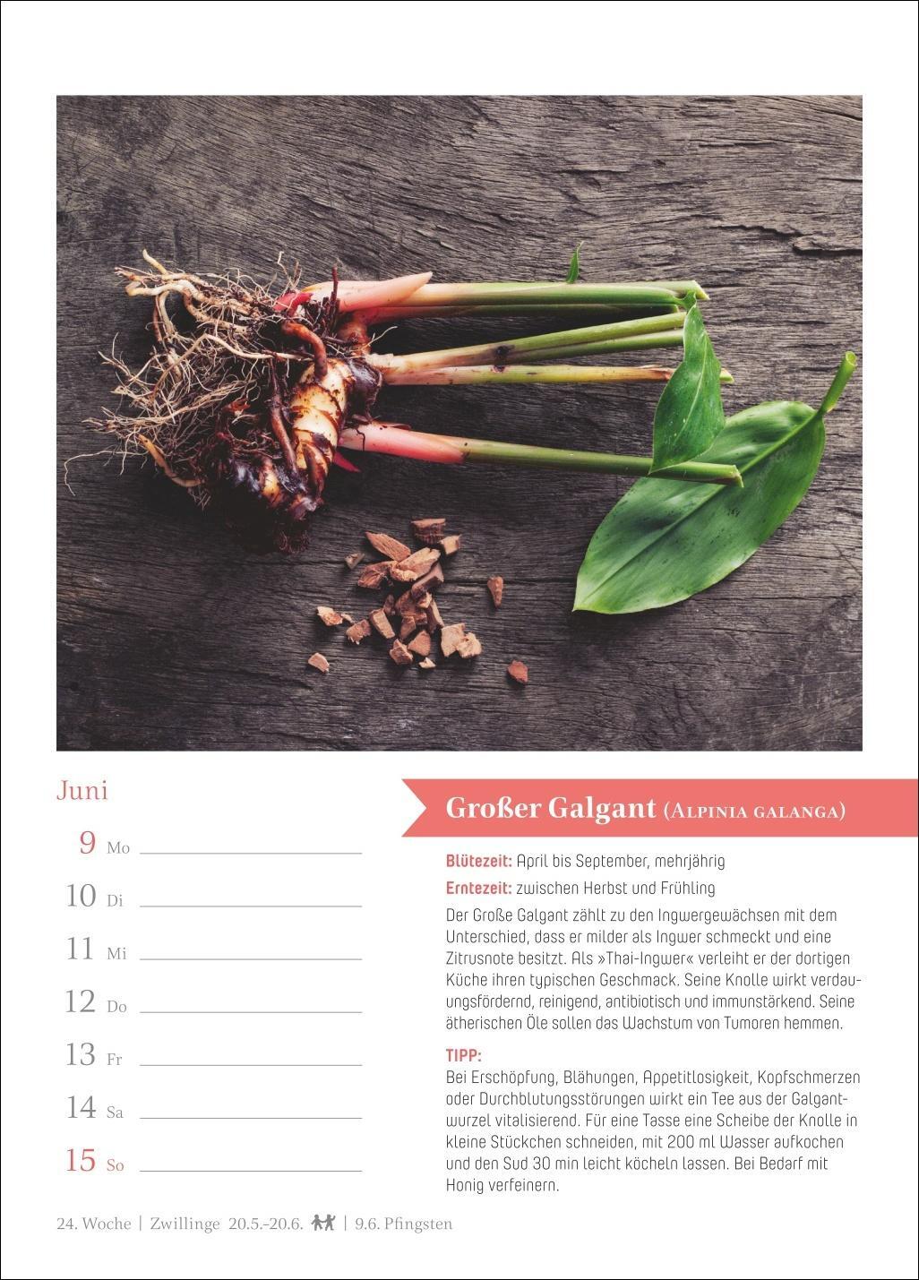 Bild: 9783840034961 | Heilkräuter Wochenkalender 2025 - 53 Pflanzen für die Hausapotheke