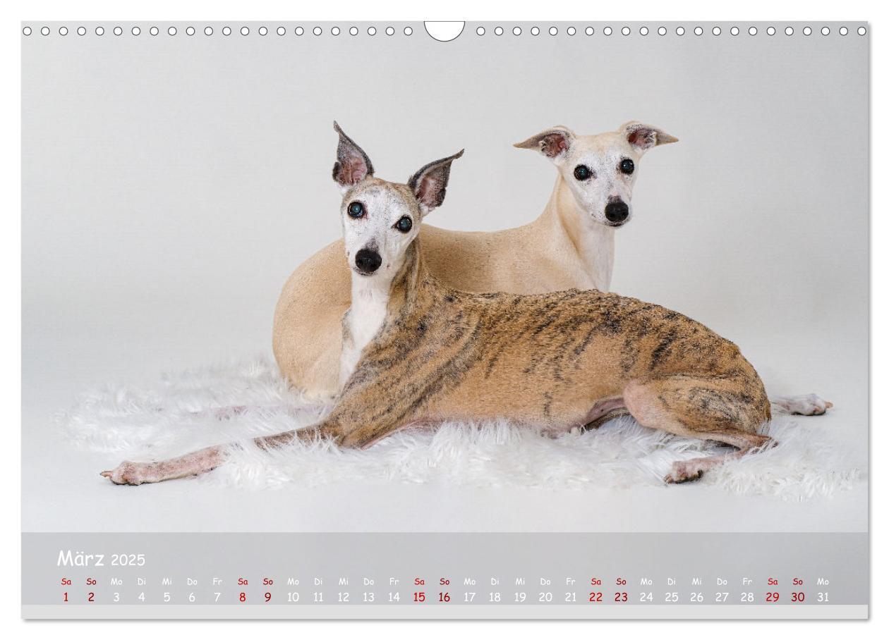 Bild: 9783383889783 | Whippets - Seelenhunde fürs Leben (Wandkalender 2025 DIN A3 quer),...