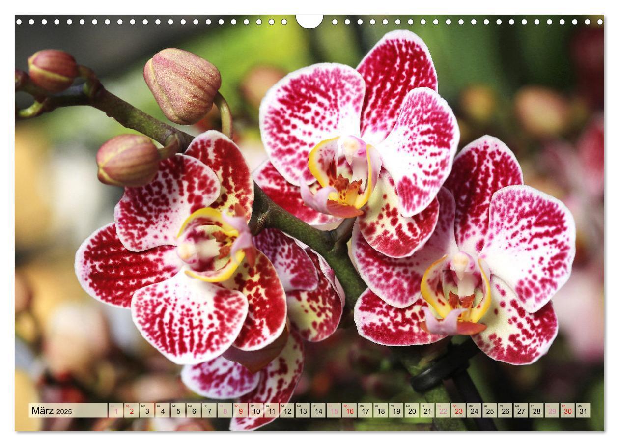 Bild: 9783383765087 | Beliebte Orchideen (Wandkalender 2025 DIN A3 quer), CALVENDO...