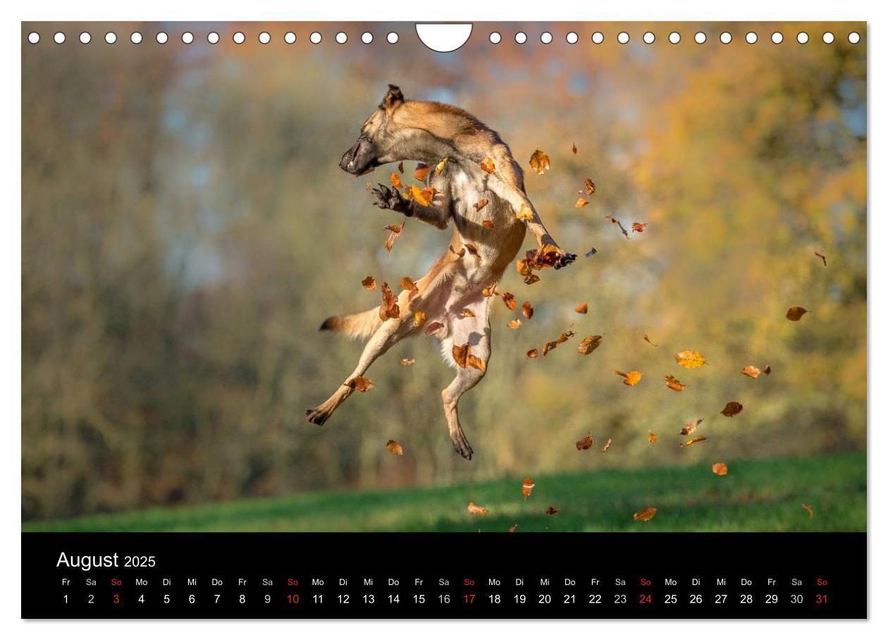 Bild: 9783435631919 | Belgischer Schäferhund - Der Malinois in Action (Wandkalender 2025...