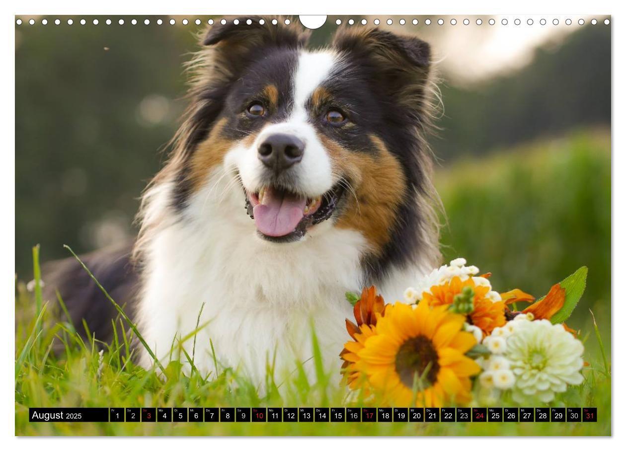 Bild: 9783435553129 | Australian Shepherd - Lebensfreude auf vier Pfoten (Wandkalender...