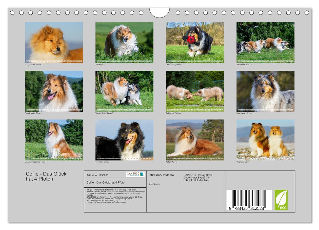 Bild: 9783435312528 | Collie - Das Glück hat 4 Pfoten (Wandkalender 2025 DIN A4 quer),...