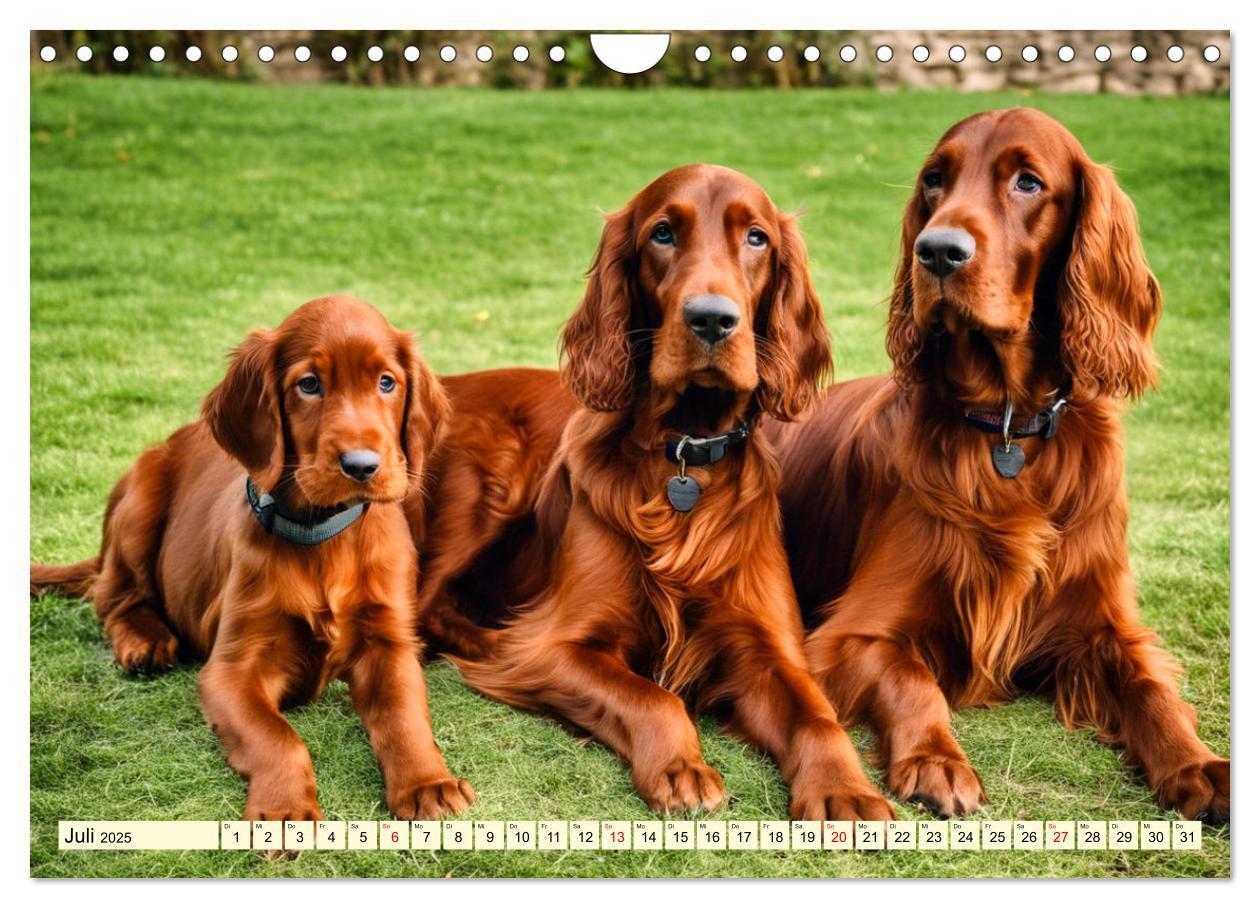 Bild: 9783435010844 | Irish Setter - Anmut pur (Wandkalender 2025 DIN A4 quer), CALVENDO...