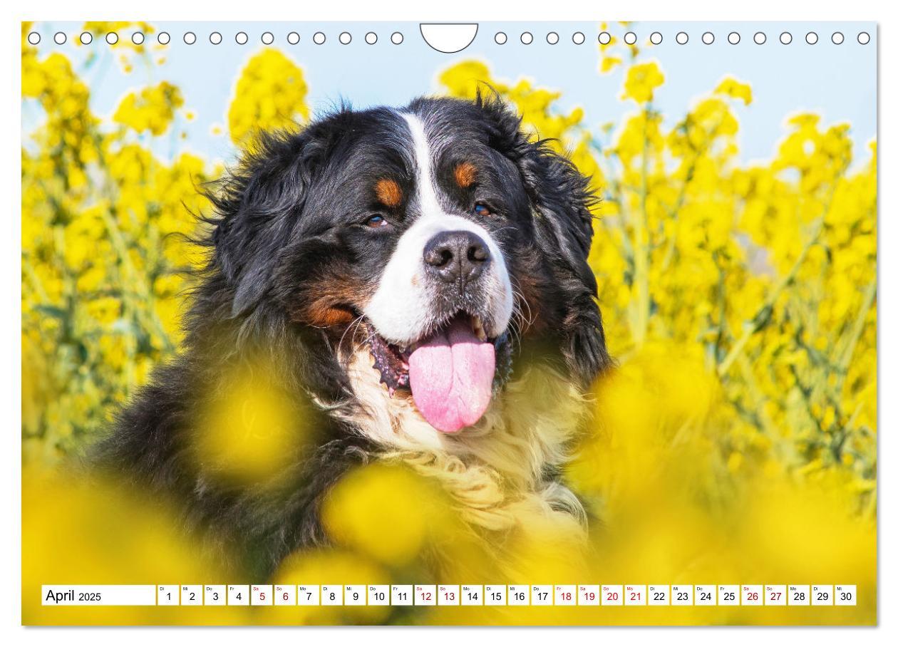 Bild: 9783383925252 | Berner Sennenhund - Eine Liebe für´s Leben (Wandkalender 2025 DIN...