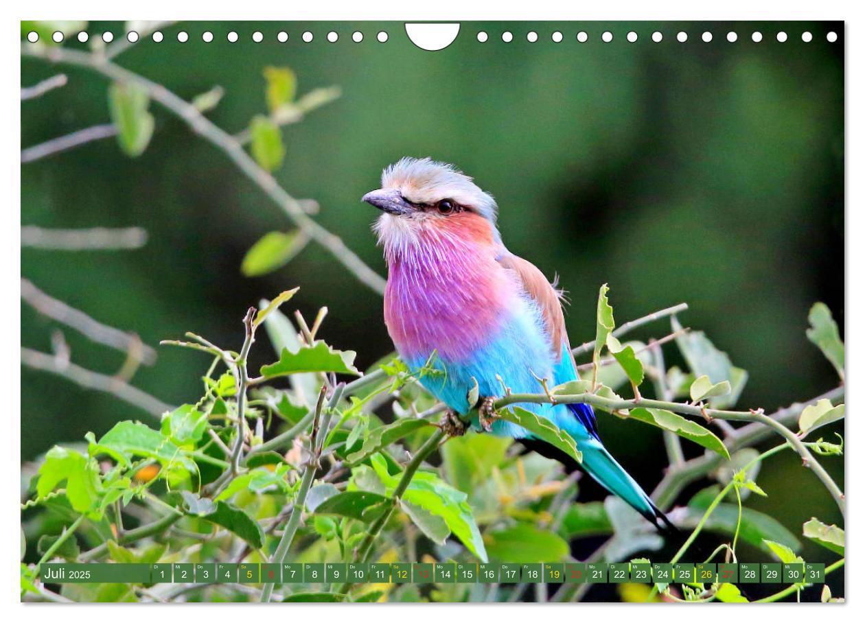 Bild: 9783435697809 | Vögel in Afrika - Magie der Farben (Wandkalender 2025 DIN A4 quer),...