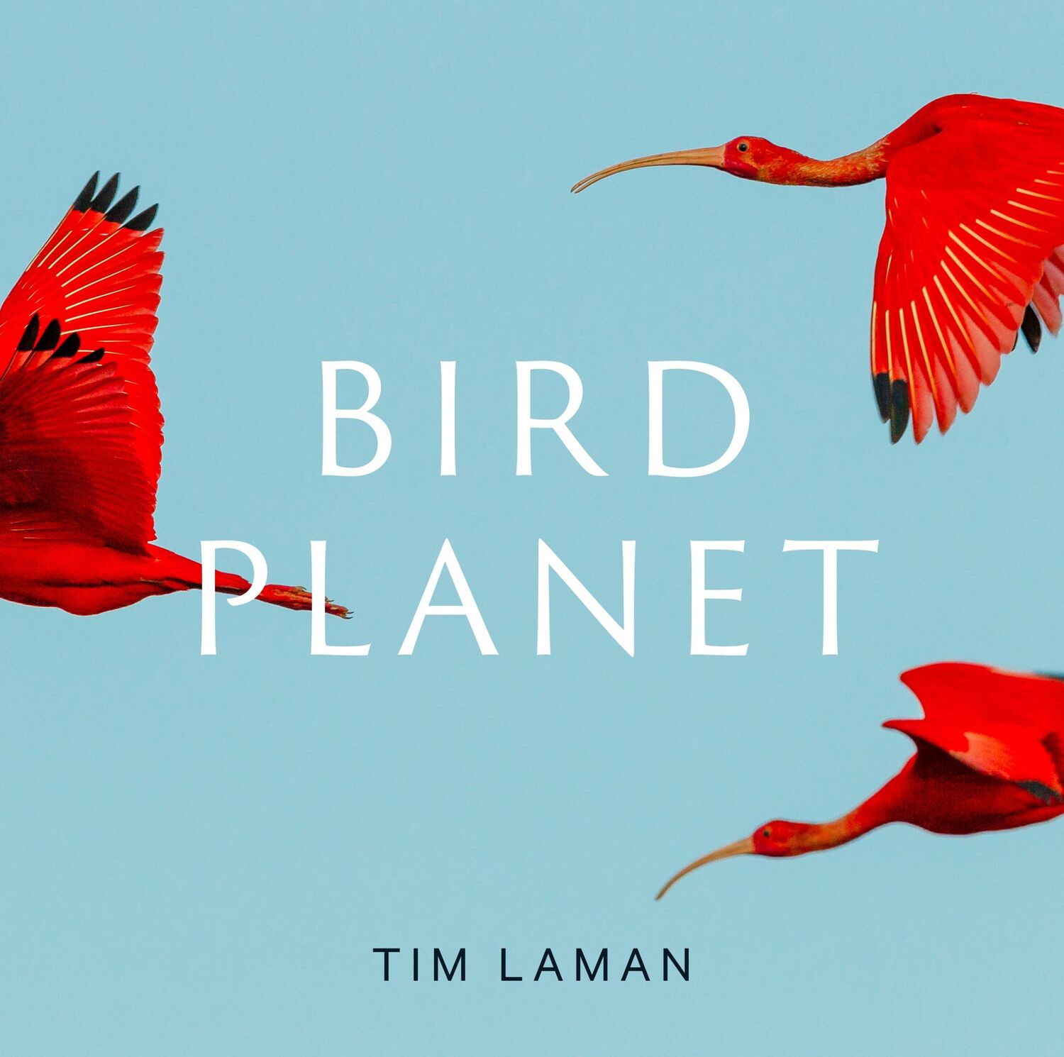 Cover: 9781419761492 | Bird Planet | A Photographic Journey | Tim Laman | Buch | 224 S.