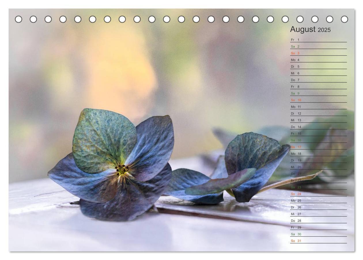 Bild: 9783435506040 | Die Hortensie und ihre vielen Gesichter (Tischkalender 2025 DIN A5...