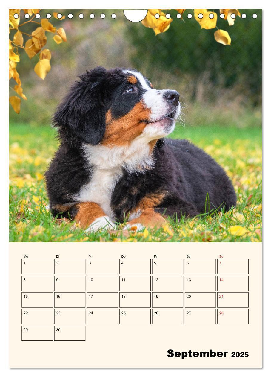 Bild: 9783435938315 | Traumhaft schön - Der Berner Sennenhund (Wandkalender 2025 DIN A4...