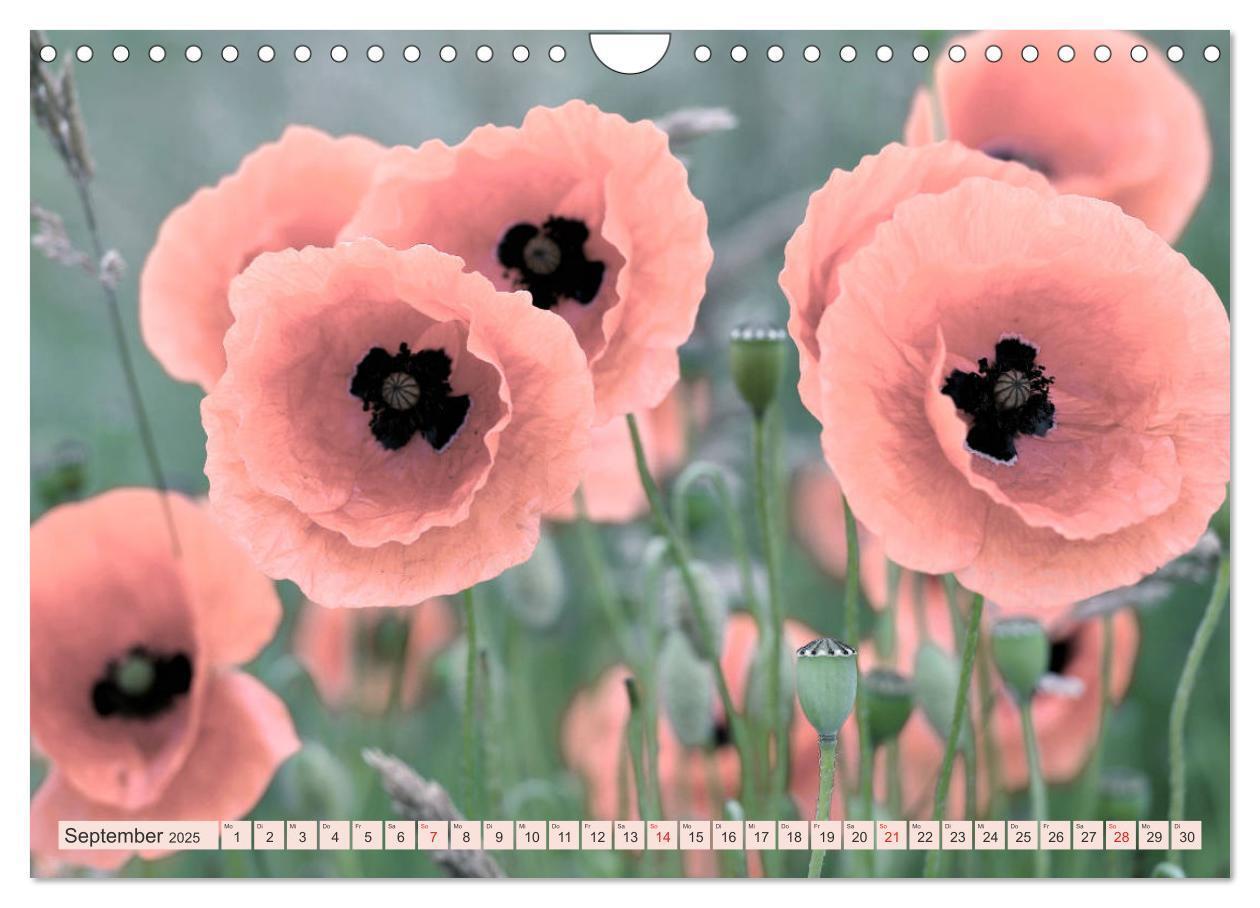 Bild: 9783435288281 | Mohnblumen - Fotografie mit Magie (Wandkalender 2025 DIN A4 quer),...