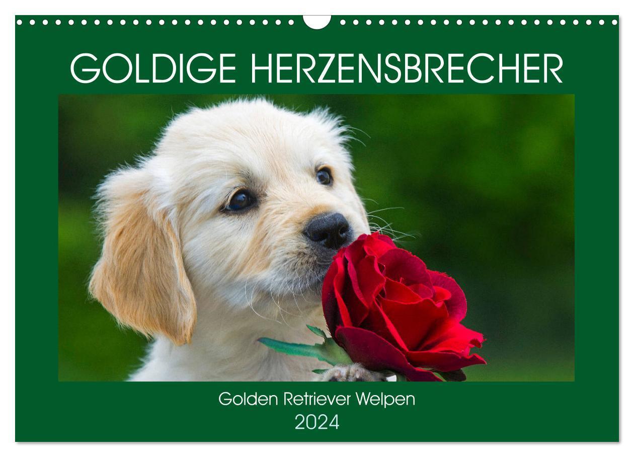 Cover: 9783675682146 | Goldige Herzensbrecher - Golden Retriever Welpen (Wandkalender 2024...