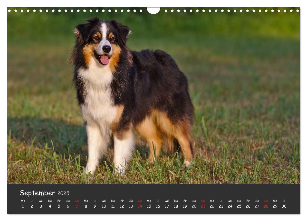 Bild: 9783435582327 | Australian Shepherd - Augenblicke (Wandkalender 2025 DIN A3 quer),...