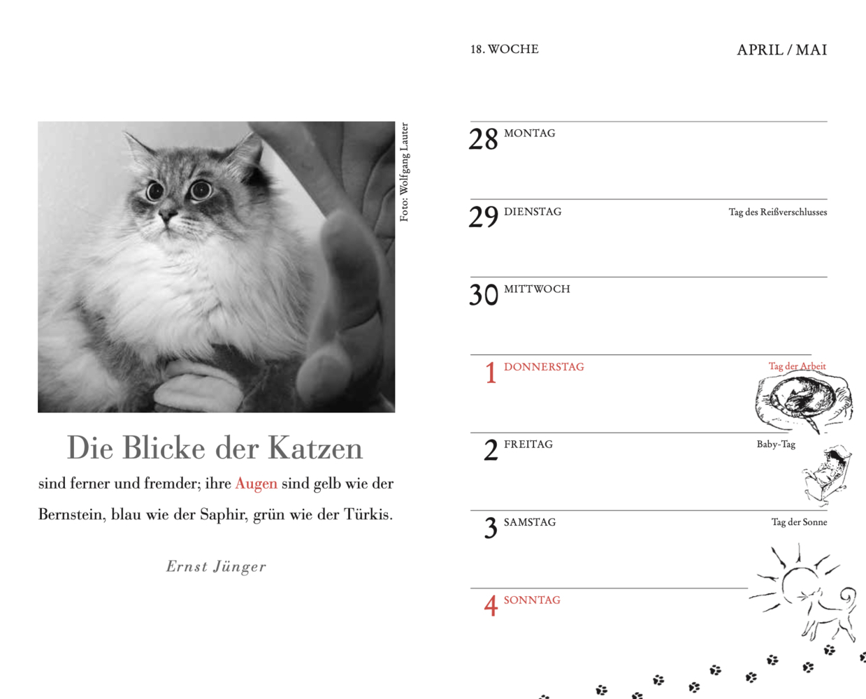 Bild: 9783895617843 | Katzen Taschenkalender 2025 | Julia Bachstein | Kalender | 144 S.