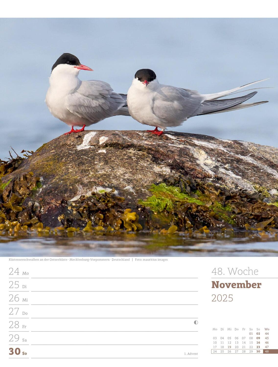 Bild: 9783838435039 | Am Meer - Wochenplaner Kalender 2025 | Ackermann Kunstverlag | 56 S.