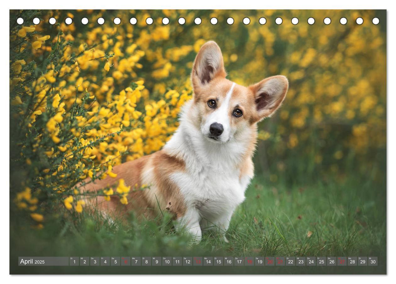 Bild: 9783435117925 | Welsh Corgi - Der Kobold unter den Hunden (Tischkalender 2025 DIN...