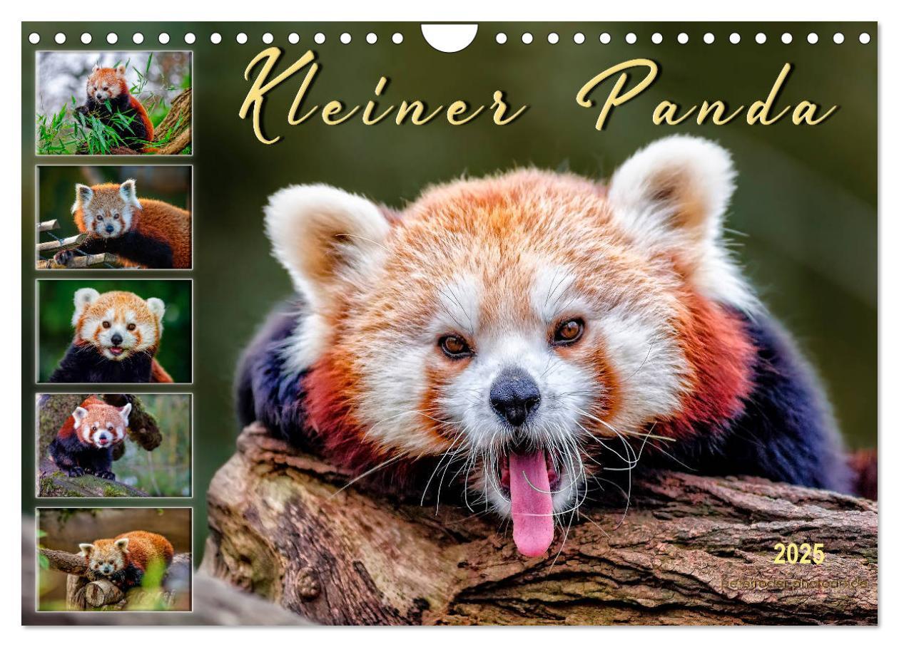 Cover: 9783435437382 | Kleiner Panda (Wandkalender 2025 DIN A4 quer), CALVENDO Monatskalender