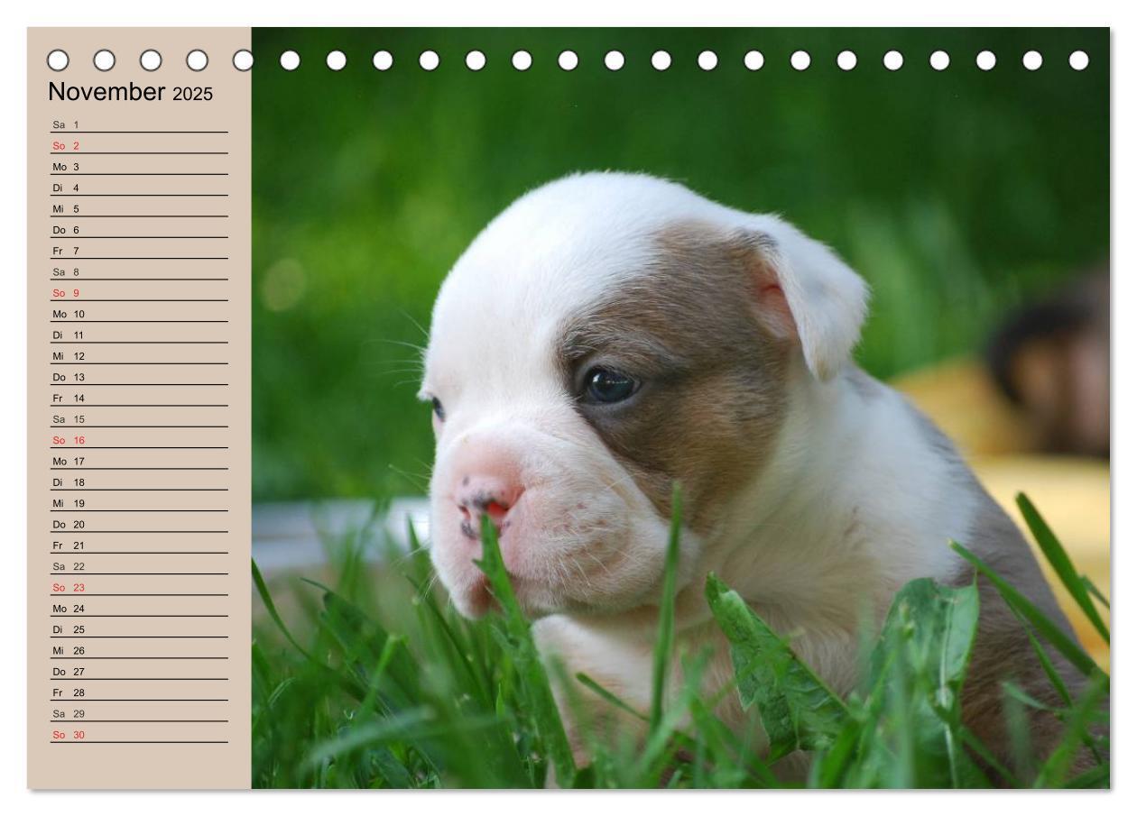 Bild: 9783435533602 | Bulldoggen-Kinder (Tischkalender 2025 DIN A5 quer), CALVENDO...