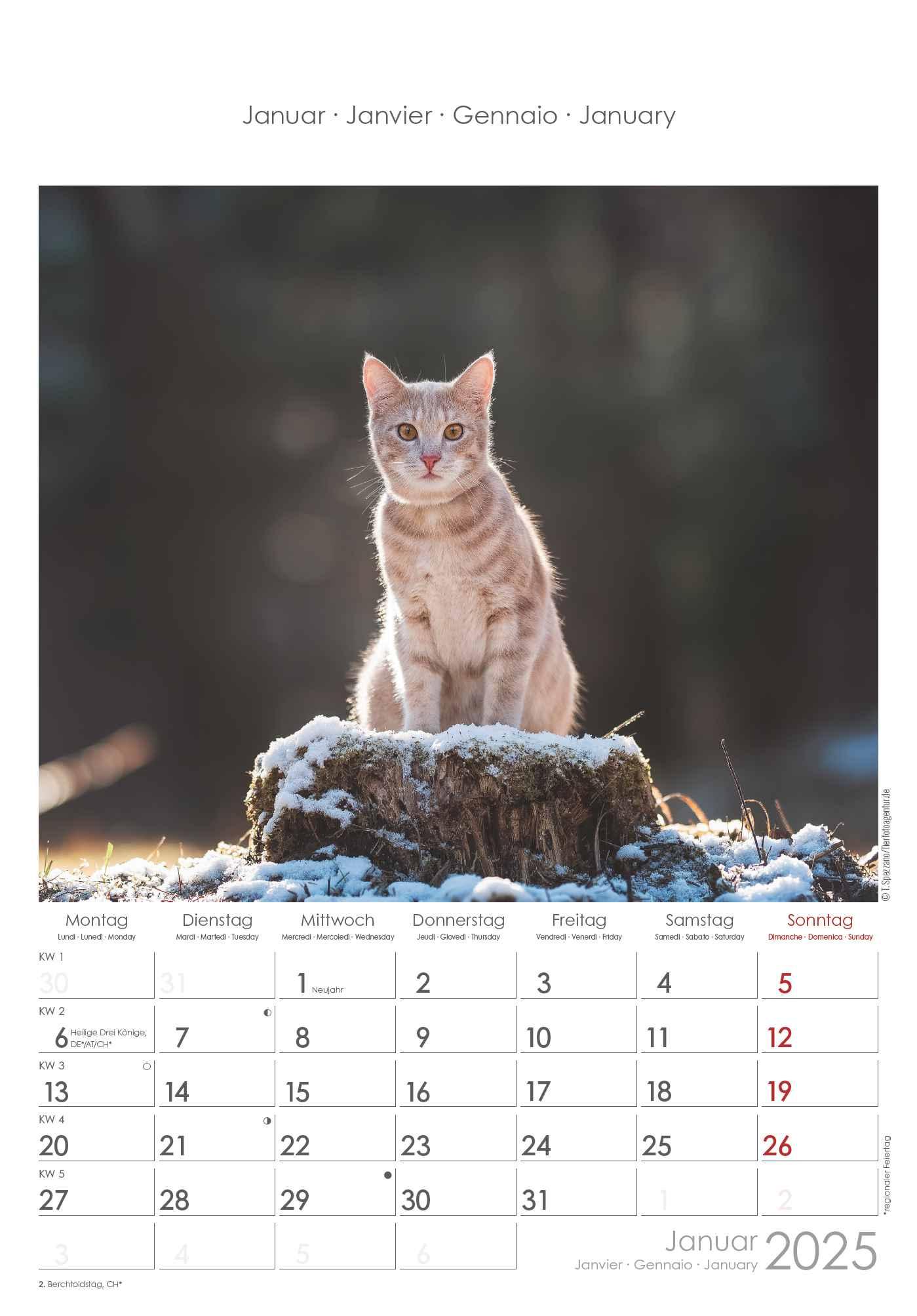 Bild: 4251732341015 | Katzen 2025 - Bildkalender 23,7x34 cm - Kalender mit Platz für...