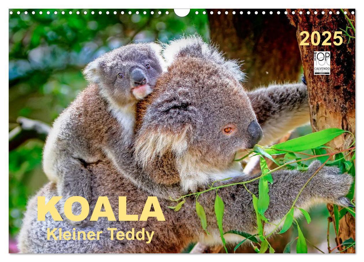 Cover: 9783435588329 | Koala - kleiner Teddy (Wandkalender 2025 DIN A3 quer), CALVENDO...