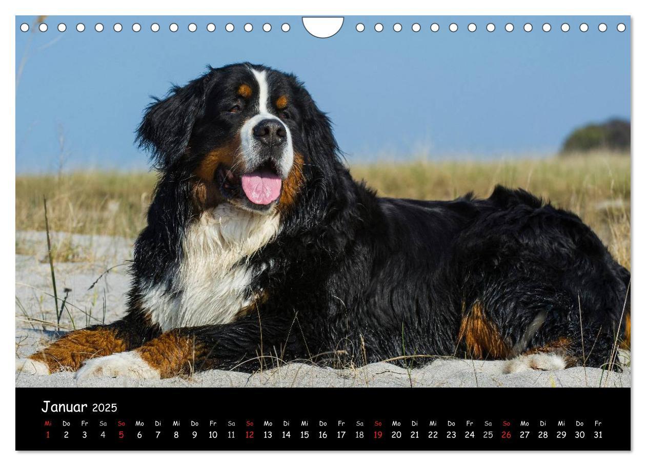 Bild: 9783435770861 | Berner Sennenhund 2025 (Wandkalender 2025 DIN A4 quer), CALVENDO...