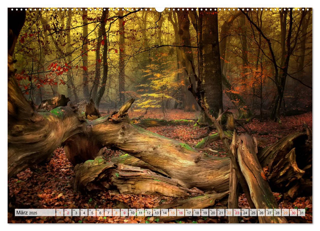 Bild: 9783435071173 | Wald - mystische Spaziergänge (Wandkalender 2025 DIN A2 quer),...