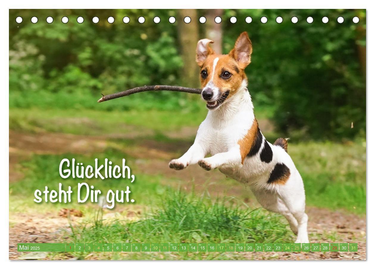 Bild: 9783457199855 | Jack Russell Terrier: flink und verspielt (Tischkalender 2025 DIN...