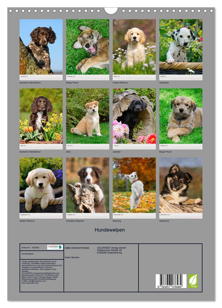 Bild: 9783457076484 | Hundewelpen (Wandkalender 2025 DIN A3 hoch), CALVENDO Monatskalender