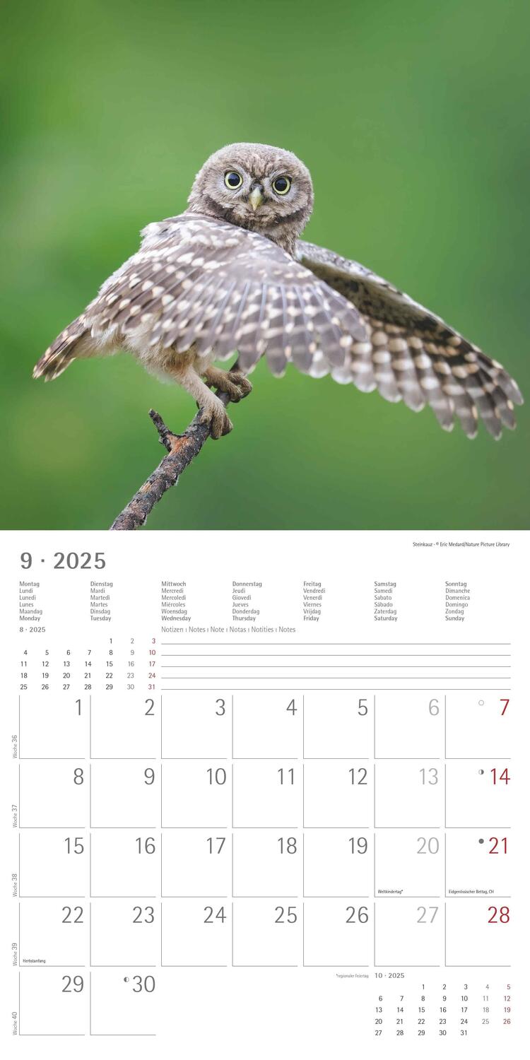 Bild: 4251732340735 | Eulen 2025 - Broschürenkalender 30x30 cm (30x60 geöffnet) -...