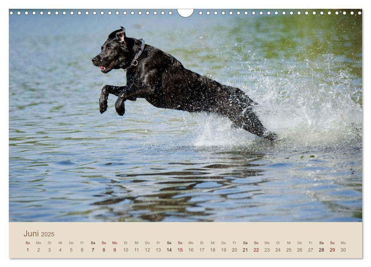 Bild: 9783435743223 | Labrador Retriever (Wandkalender 2025 DIN A3 quer), CALVENDO...