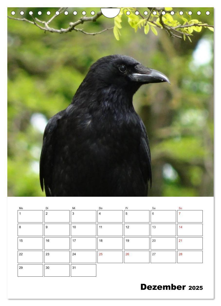 Bild: 9783457021088 | Rabenvögel Terminplaner (Wandkalender 2025 DIN A4 hoch), CALVENDO...