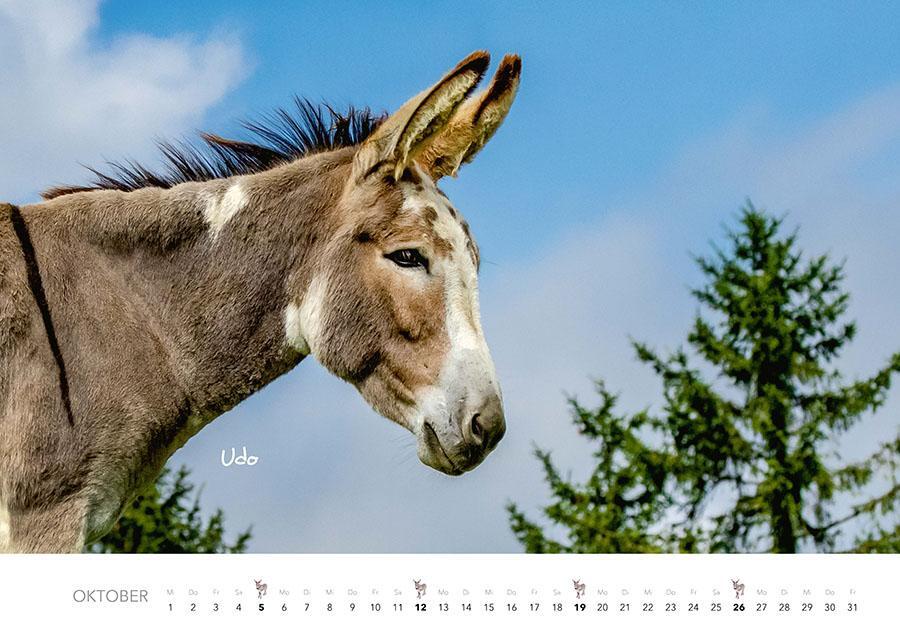 Bild: 9783966648134 | Esel Kalender 2025 | J. -L. Klein (u. a.) | Kalender | 14 S. | Deutsch