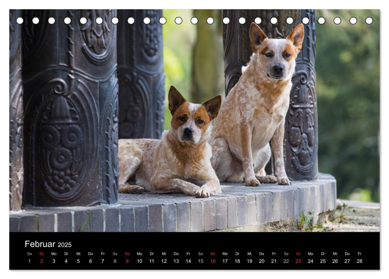 Bild: 9783435462421 | Australian Cattle Dogs zwischen Kunst und Kultur (Tischkalender...