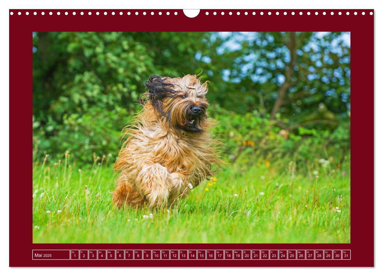 Bild: 9783457153079 | Herz auf vier Pfoten - Briard (Wandkalender 2025 DIN A3 quer),...