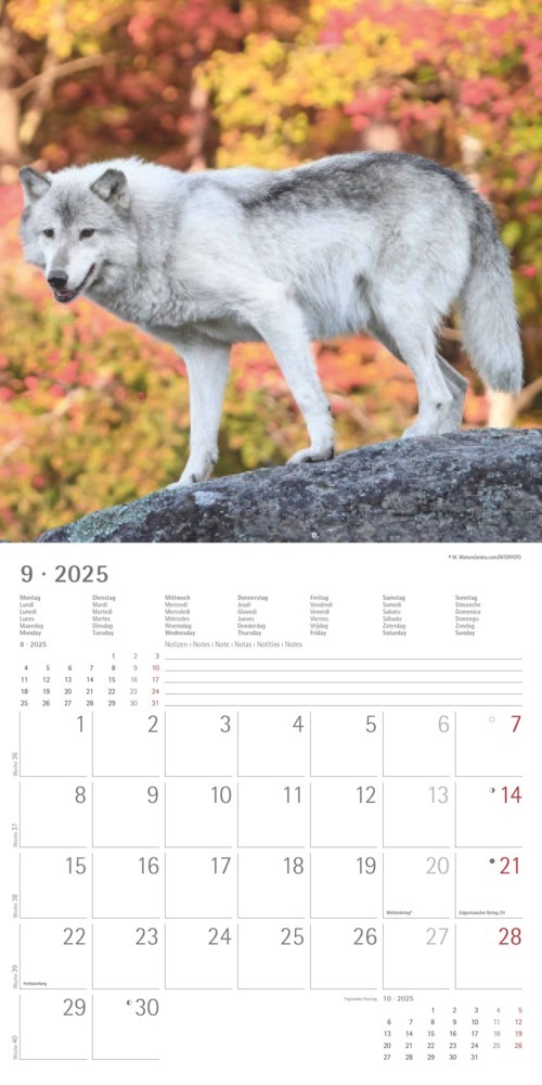 Bild: 4251732340711 | Alpha Edition - Wölfe 2025 Broschürenkalender, 30x30cm,...