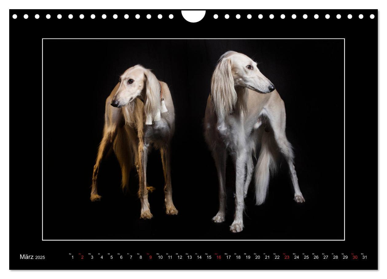 Bild: 9783435177707 | Windhunde - Schnelle Schönheiten (Wandkalender 2025 DIN A4 quer),...