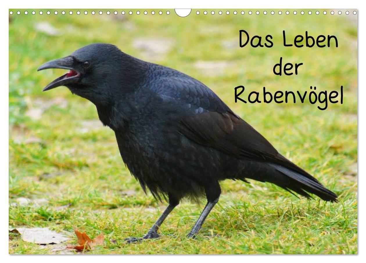 Cover: 9783435811373 | Das Leben der Rabenvögel (Wandkalender 2025 DIN A3 quer), CALVENDO...