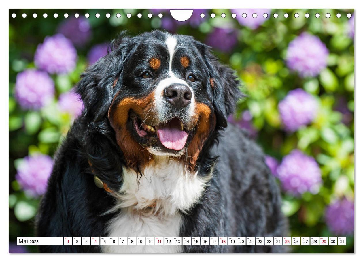 Bild: 9783435315727 | Ein Herz auf 4 Pfoten - Berner Sennenhund (Wandkalender 2025 DIN A4...