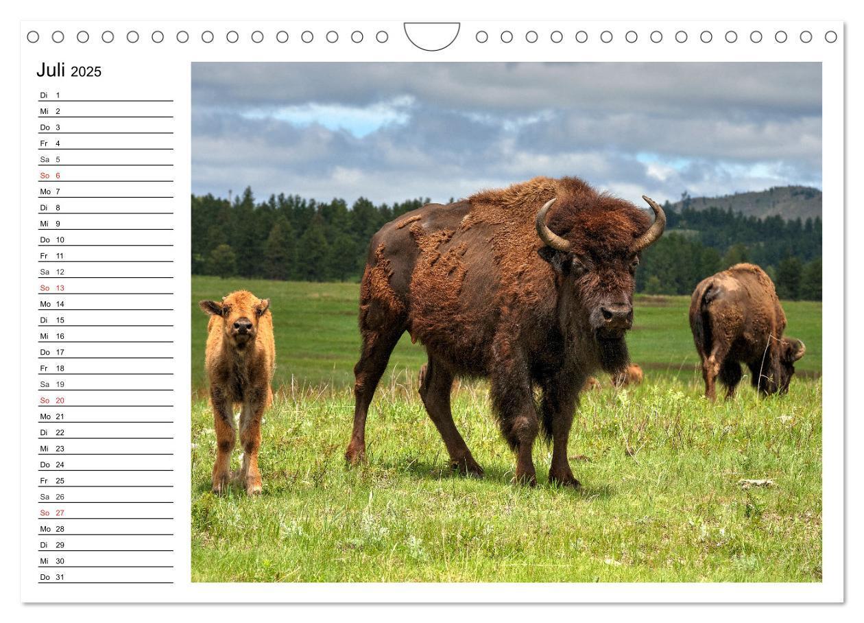 Bild: 9783435537174 | Der nordamerikanische Bison (Wandkalender 2025 DIN A4 quer),...