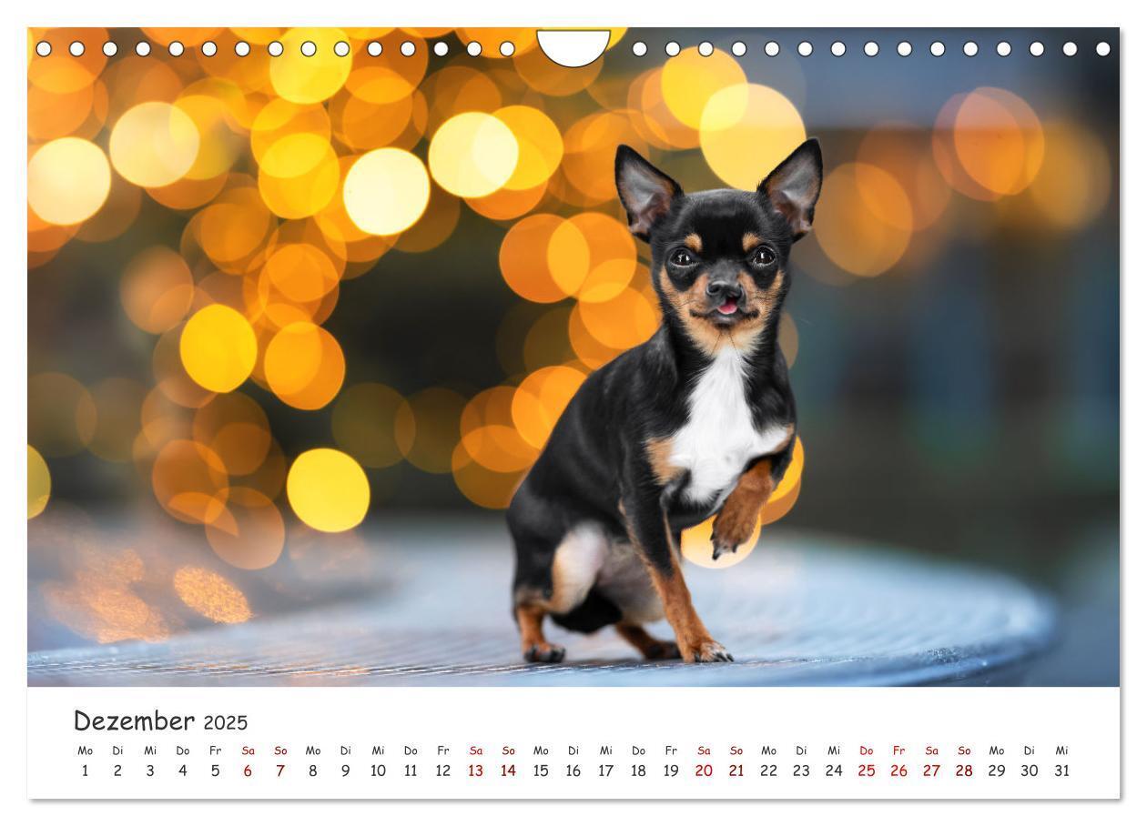 Bild: 9783457183526 | Berlin City Dogs - Berliner Hunde (Wandkalender 2025 DIN A4 quer),...