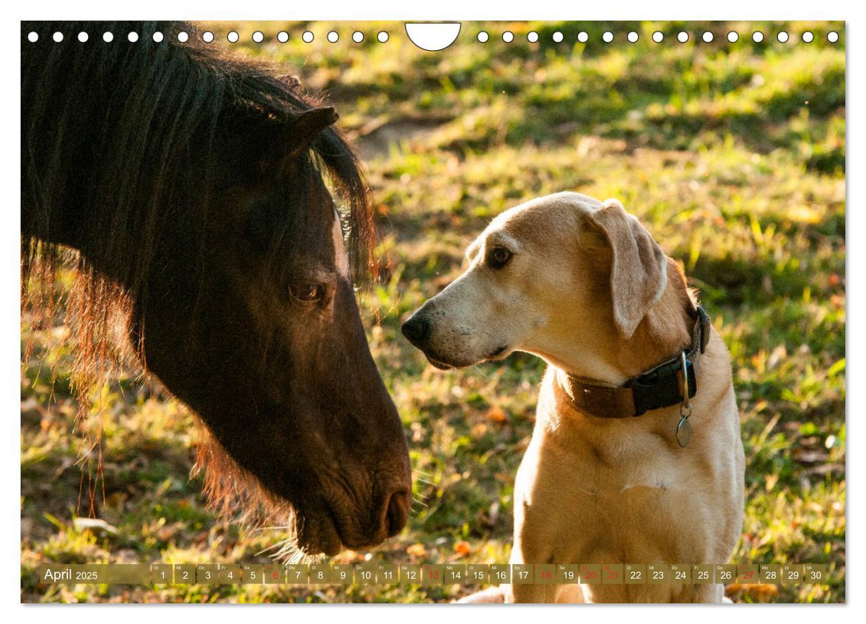 Bild: 9783435275182 | Pferd und Hund - Vierbeinige Freunde (Wandkalender 2025 DIN A4...