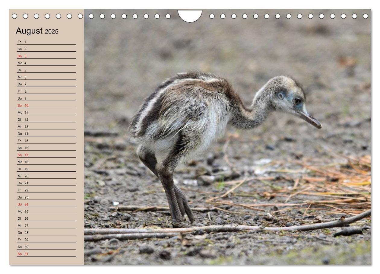 Bild: 9783435523672 | Vogel Strauß. Imposanter Riese und Läufer (Wandkalender 2025 DIN A4...