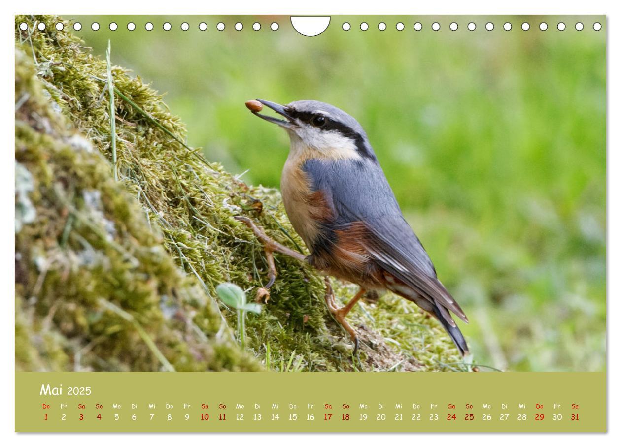 Bild: 9783383924484 | Der Kleiber - Ostfriesenfotografie und der Vogel-Zorro...