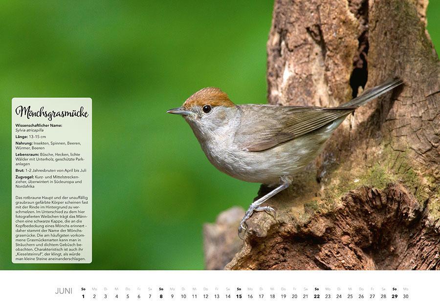 Bild: 9783966648370 | Unsere Gartenvögel Kalender 2025 | Kalender | 14 S. | Deutsch | 2025