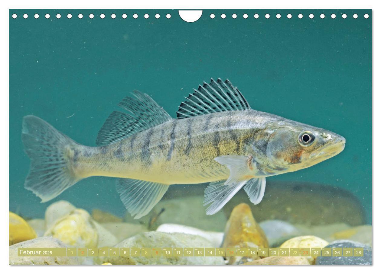 Bild: 9783457180532 | Heimische Fische: Karpfen, Forelle, Hecht (Wandkalender 2025 DIN A4...