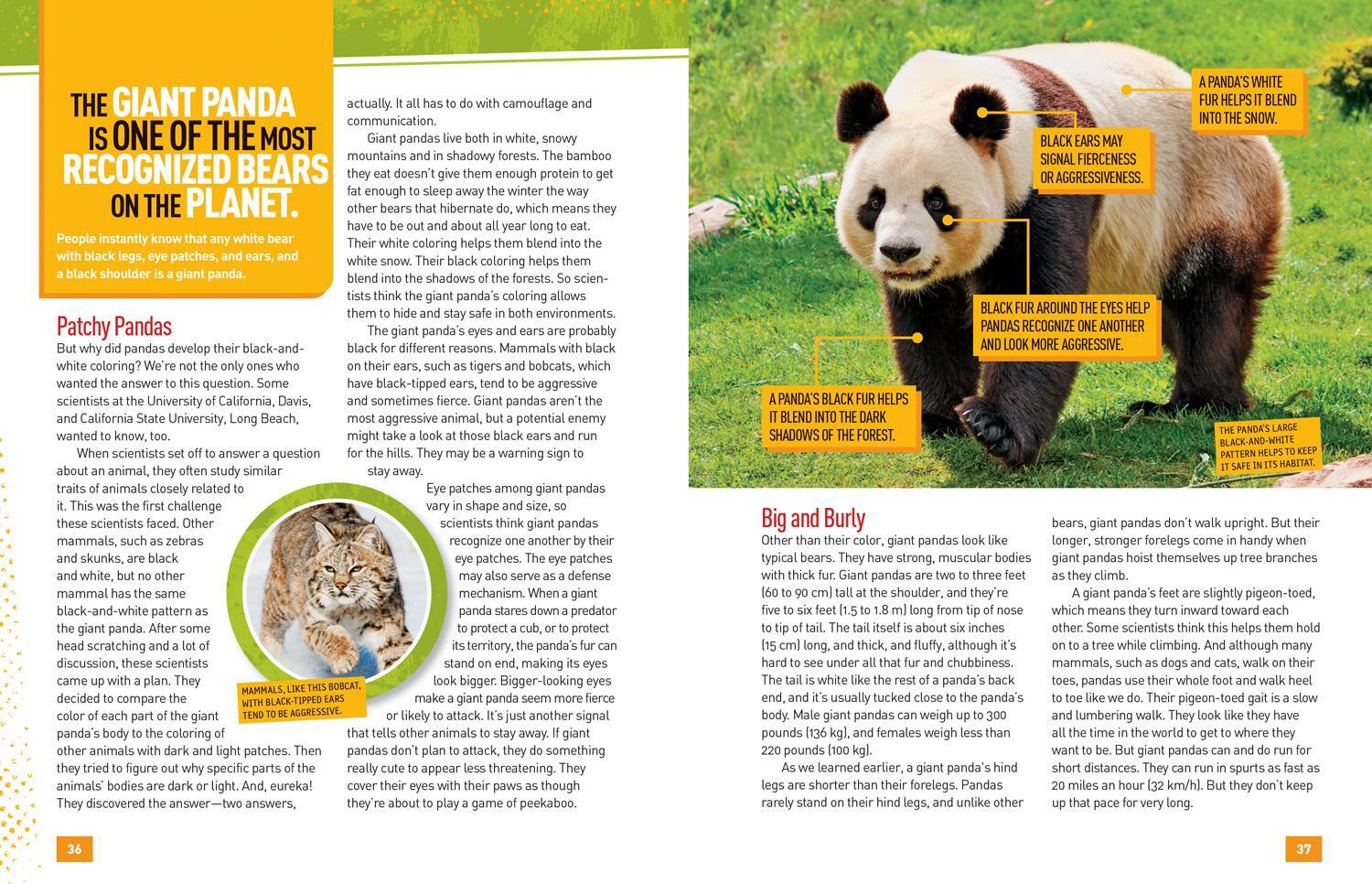 Bild: 9781426334313 | Absolute Expert: Pandas: All the Latest Facts from the Field with...