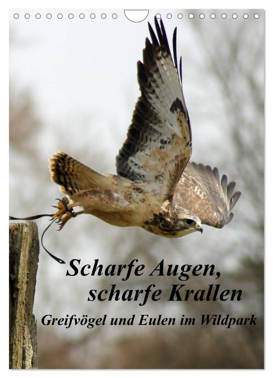 Cover: 9783675577091 | Scharfe Krallen, scharfe Augen, Greifvögel und Eulen im Wildpark...