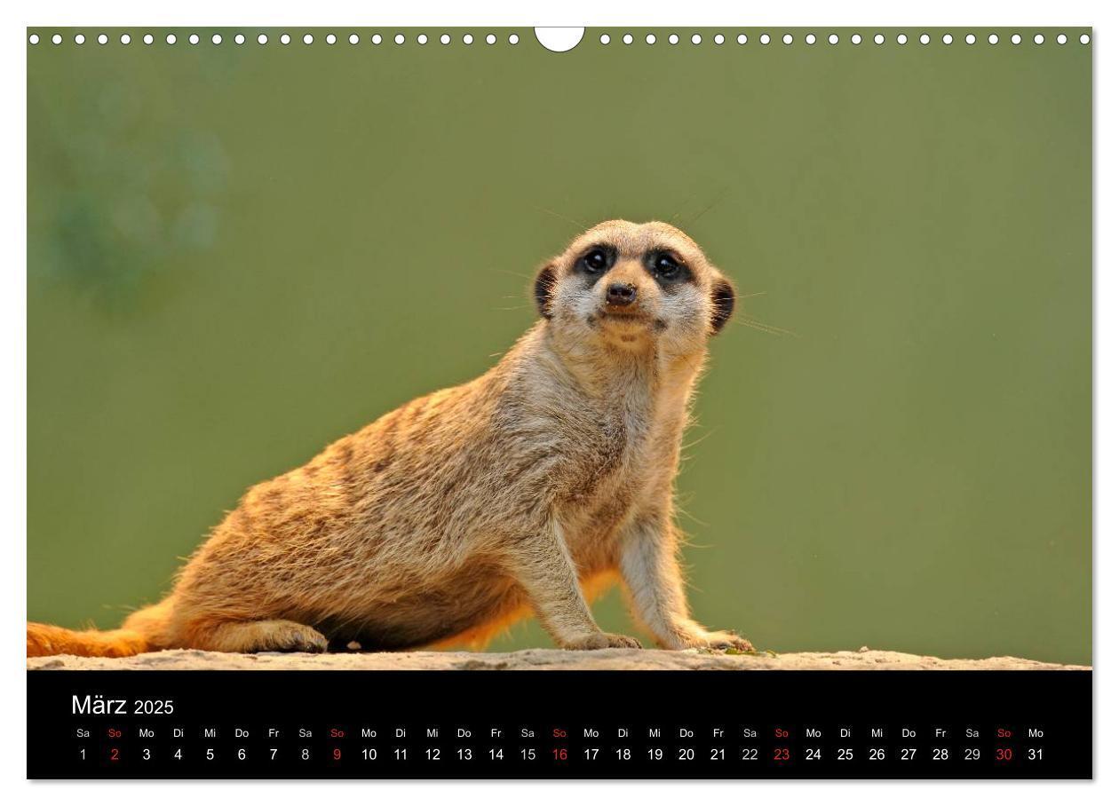 Bild: 9783435835799 | Erdmännchen - Tierkinder (Wandkalender 2025 DIN A3 quer), CALVENDO...