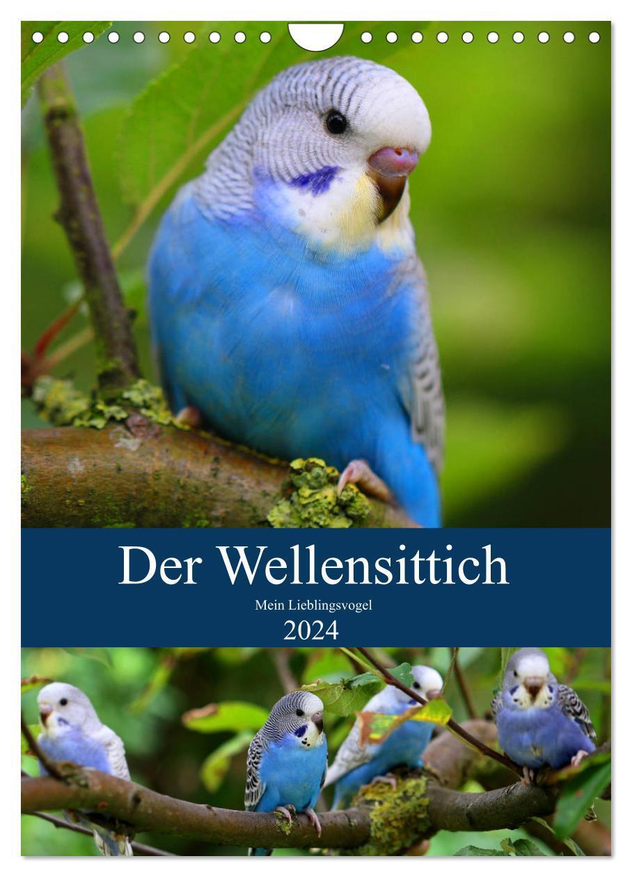Cover: 9783675555266 | Der Wellensittich - Mein Lieblingsvogel (Wandkalender 2024 DIN A4...