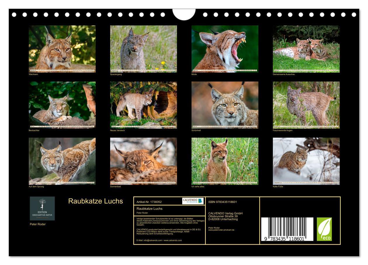 Bild: 9783435118601 | Raubkatze Luchs (Wandkalender 2025 DIN A4 quer), CALVENDO...