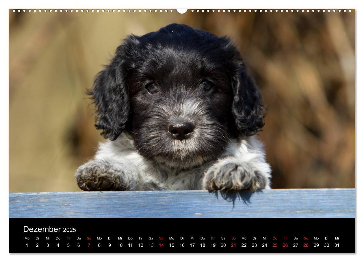 Bild: 9783435822652 | Hundewelpen (Wandkalender 2025 DIN A2 quer), CALVENDO Monatskalender